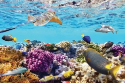 Coral Snorkeling in Son  Tra peninsula half - day tour